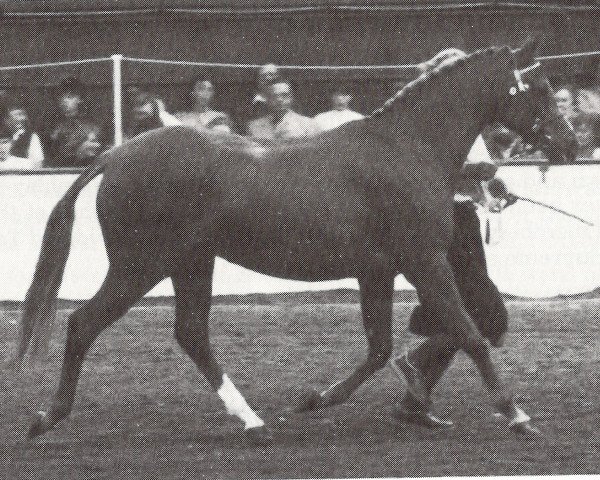 Pferd Rosslyn Kiss (British Riding Pony, 1981, von Lennel Strolling Minstrel)