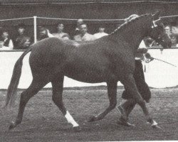 horse Rosslyn Kiss (British Riding Pony, 1981, from Lennel Strolling Minstrel)