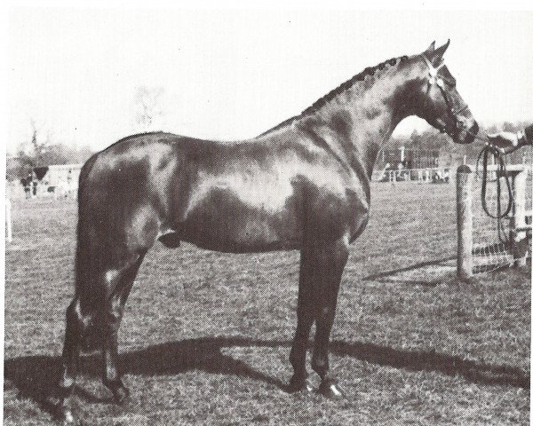 Pferd Ashlands Super Ser (British Riding Pony, 1979, von Nutcombe Ashley of Oakley)