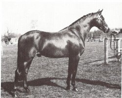 horse Ashlands Super Ser (British Riding Pony, 1979, from Nutcombe Ashley of Oakley)