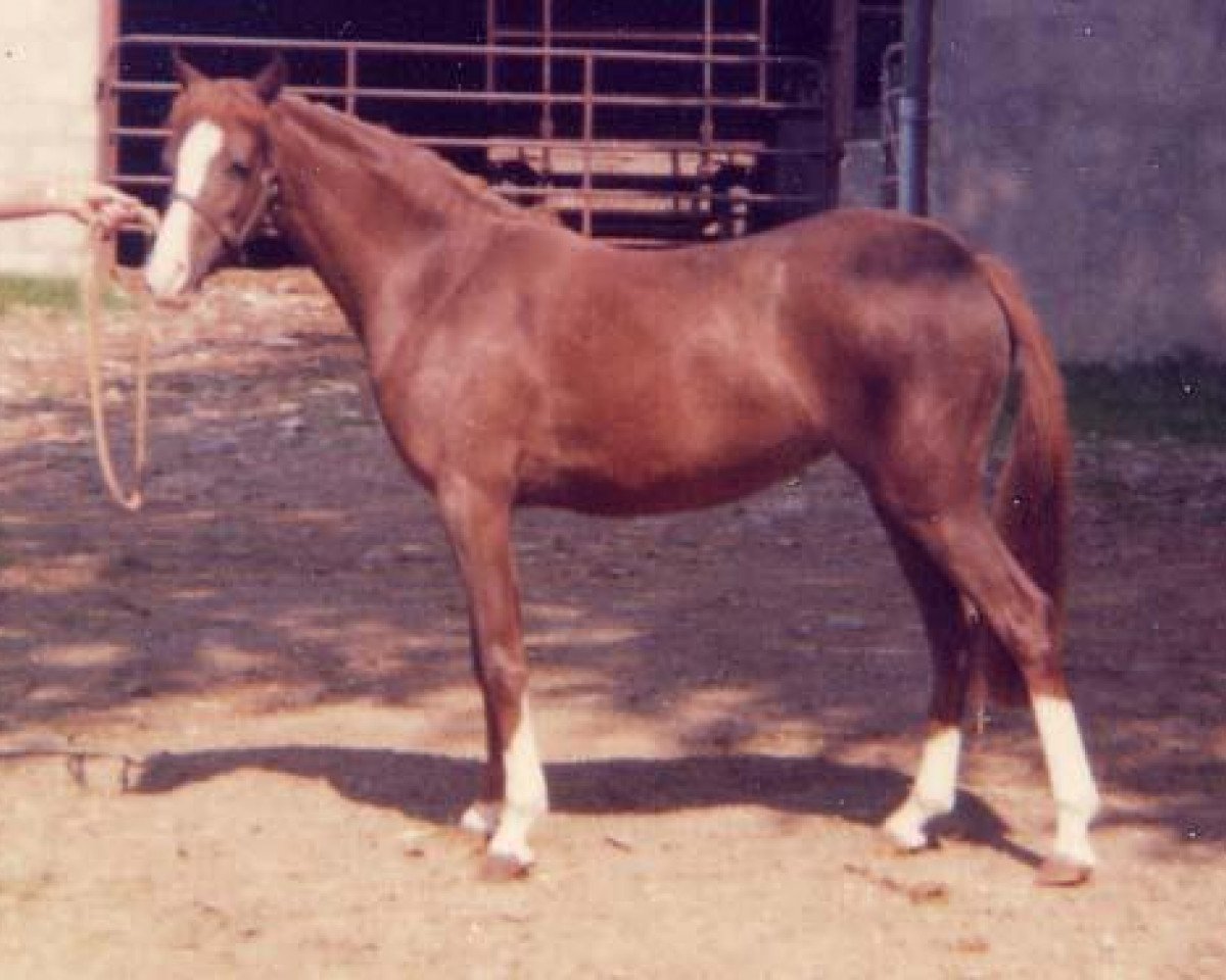 Zuchtstute Sarnau Royal Shrimp (British Riding Pony, 1973, von Sarnau Royal Sovran)