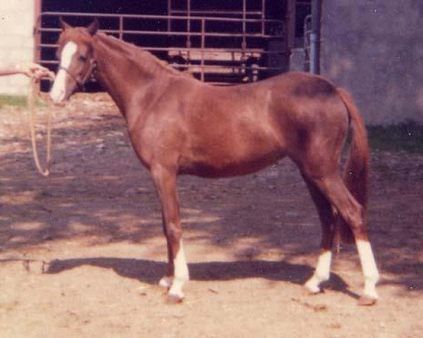 Zuchtstute Sarnau Royal Shrimp (British Riding Pony, 1973, von Sarnau Royal Sovran)