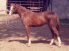 broodmare Sarnau Royal Shrimp (British Riding Pony, 1973, from Sarnau Royal Sovran)