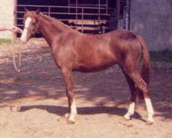 broodmare Sarnau Royal Shrimp (British Riding Pony, 1973, from Sarnau Royal Sovran)