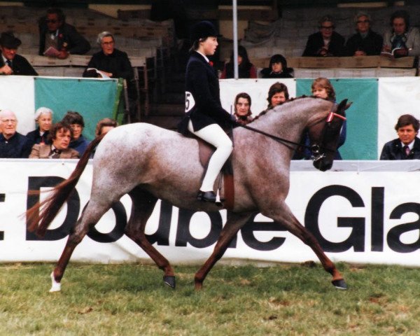 broodmare Gunnerby Aalborg Elegant (British Riding Pony, 1976, from Basford Elegant)