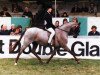 Zuchtstute Gunnerby Aalborg Elegant (British Riding Pony, 1976, von Basford Elegant)