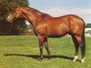 stallion Connaught xx (Thoroughbred, 1965, from St. Paddy xx)
