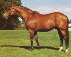 stallion Connaught xx (Thoroughbred, 1965, from St. Paddy xx)