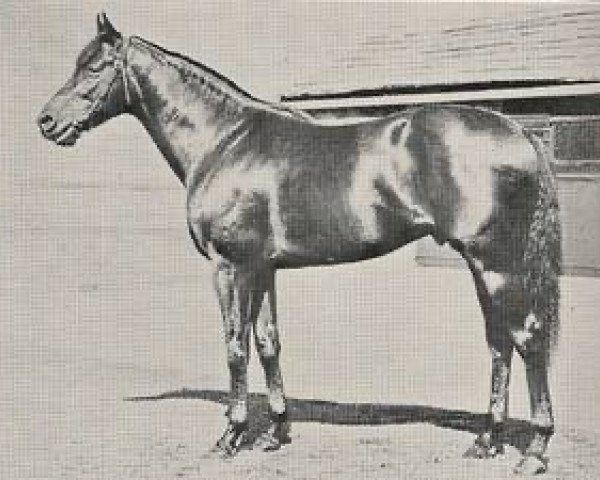 stallion Hard Sauce xx (Thoroughbred, 1948, from Ardan xx)