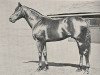 stallion Hard Sauce xx (Thoroughbred, 1948, from Ardan xx)
