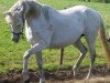 broodmare Haven's Grey xx (Thoroughbred, 1998, from Abbey's Grey xx)