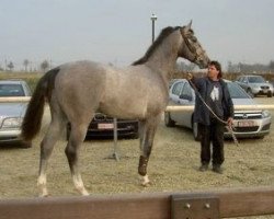 Springpferd Guess van de Moskifarm (Belgisches Warmblut, 2006, von Pkz Contact van de Heffinck)