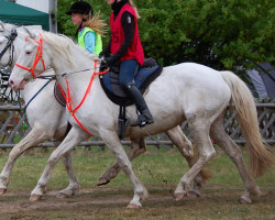 horse Chantal Cheyennes Charisma (Deutsches Reitpony, 1999, from Top Dominus)