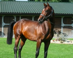 horse Gummy van de Moskifarm (Belgium Sporthorse, 2012, from Doree van de Moskifarm)