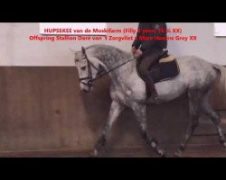 Springpferd Hupsekee van de Moskifarm (Belgium Sporthorse, 2013, von Doree van de Moskifarm)