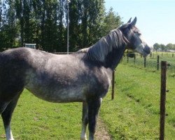 Zuchtstute Bonita van de Moskifarm (Belgium Sporthorse, 2007, von Pkz Contact van de Heffinck)