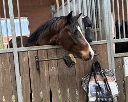 dressage horse Infinity (Hanoverian, 2021, from In My Mind NRW)