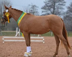 dressage horse Et voila 2 (German Riding Pony, 2010, from Dark Gold B)