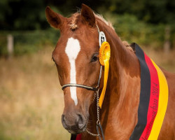 Zuchtstute Exquisit (Deutsches Reitpony, 2012, von Golden Rock)