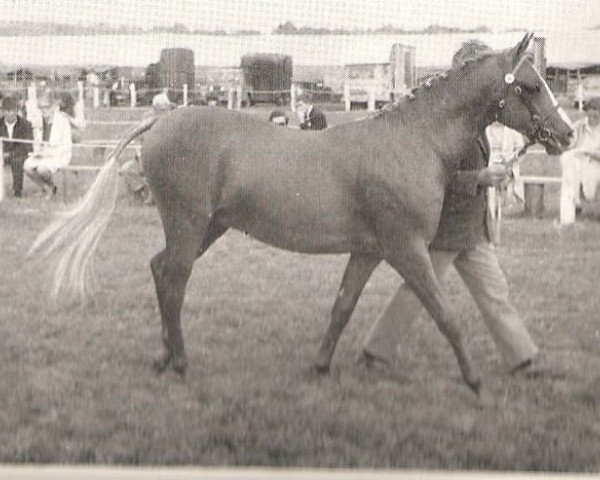 Pferd Rosevean Gulf Stream (British Riding Pony, 1967, von Bwlch Hill Wind)