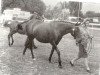 Zuchtstute Pompadour (British Riding Pony, 1959, von Lone Star)