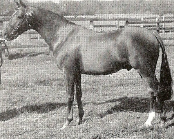 stallion Tanner Mercury (British Riding Pony, 1963, from Bwlch Zephyr)