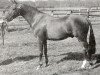 Deckhengst Tanner Mercury (British Riding Pony, 1963, von Bwlch Zephyr)