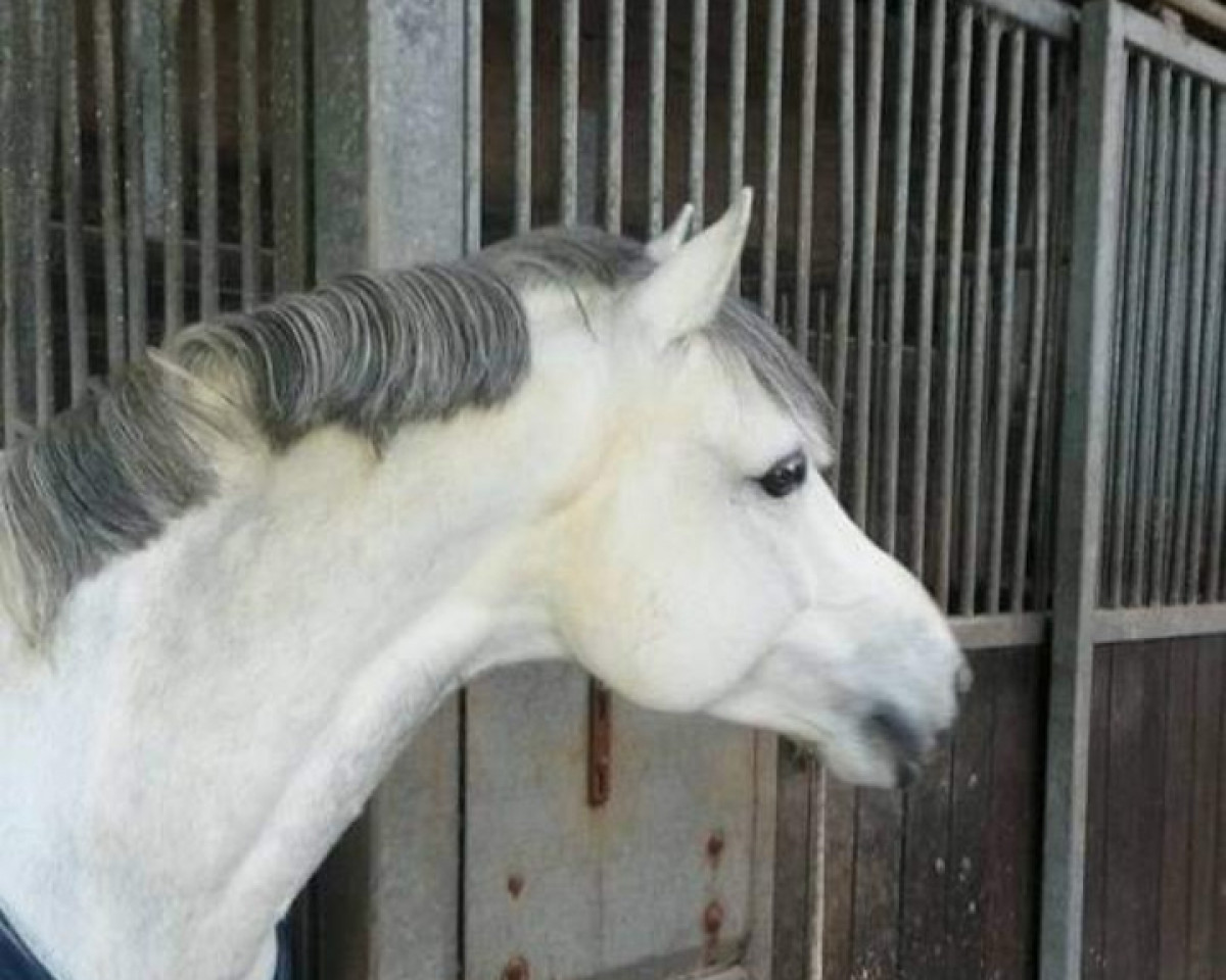 stallion Amigo (German Riding Pony, 2002, from Aragon N)