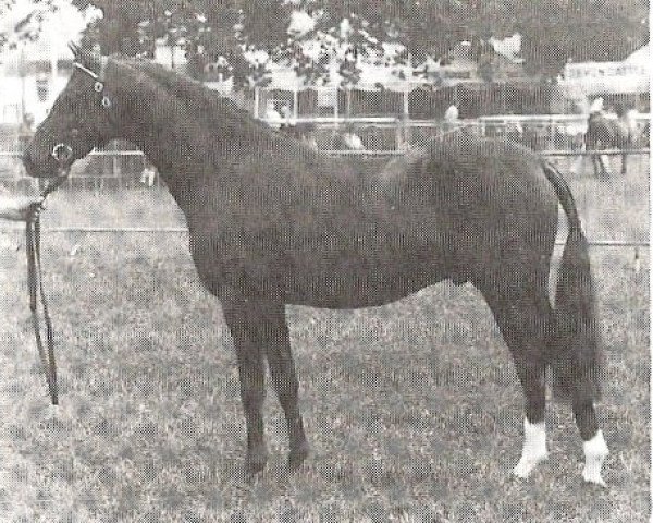 stallion Llangeitho Crown Prince (British Riding Pony, 1980, from Small-Land Mambrino)