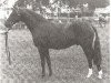 stallion Llangeitho Crown Prince (British Riding Pony, 1980, from Small-Land Mambrino)