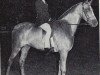 stallion Criban Dash (Welsh Partbred, 1960, from Bwlch Valentino)