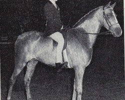 Deckhengst Criban Dash (Welsh Partbred, 1960, von Bwlch Valentino)