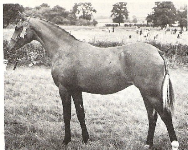 Zuchtstute Botingelle June (British Riding Pony, 1977, von Oakley (C) Bubbling Spring)