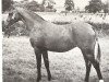broodmare Botingelle June (British Riding Pony, 1977, from Oakley (C) Bubbling Spring)