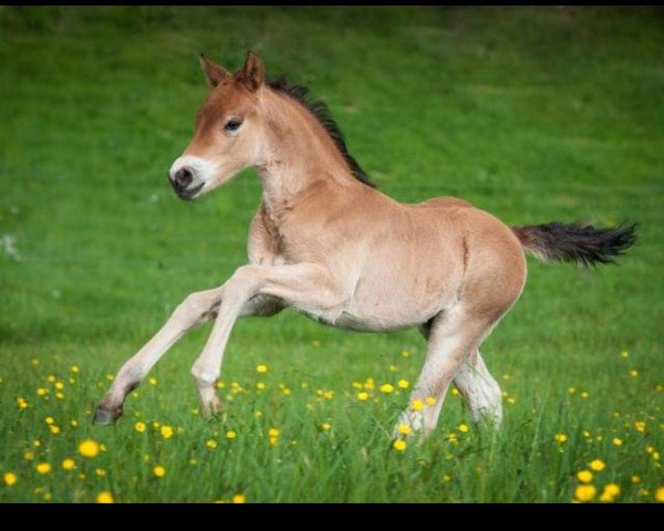dressage horse Caramelbonbon (German Riding Pony, 2013, from Caramel FH WE)