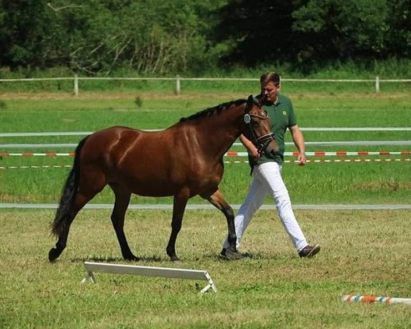 Zuchtstute What else 7 (Deutsches Reitpony, 2015, von FS Don't Worry)