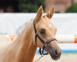 Dressurpferd Endless Love (Deutsches Reitpony, 2023, von Global Champion WE)