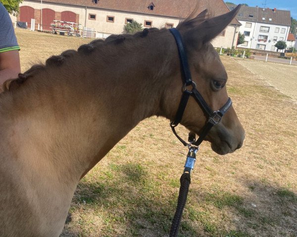 horse Elégance (German Riding Pony, 2022, from HET Golden Dream)