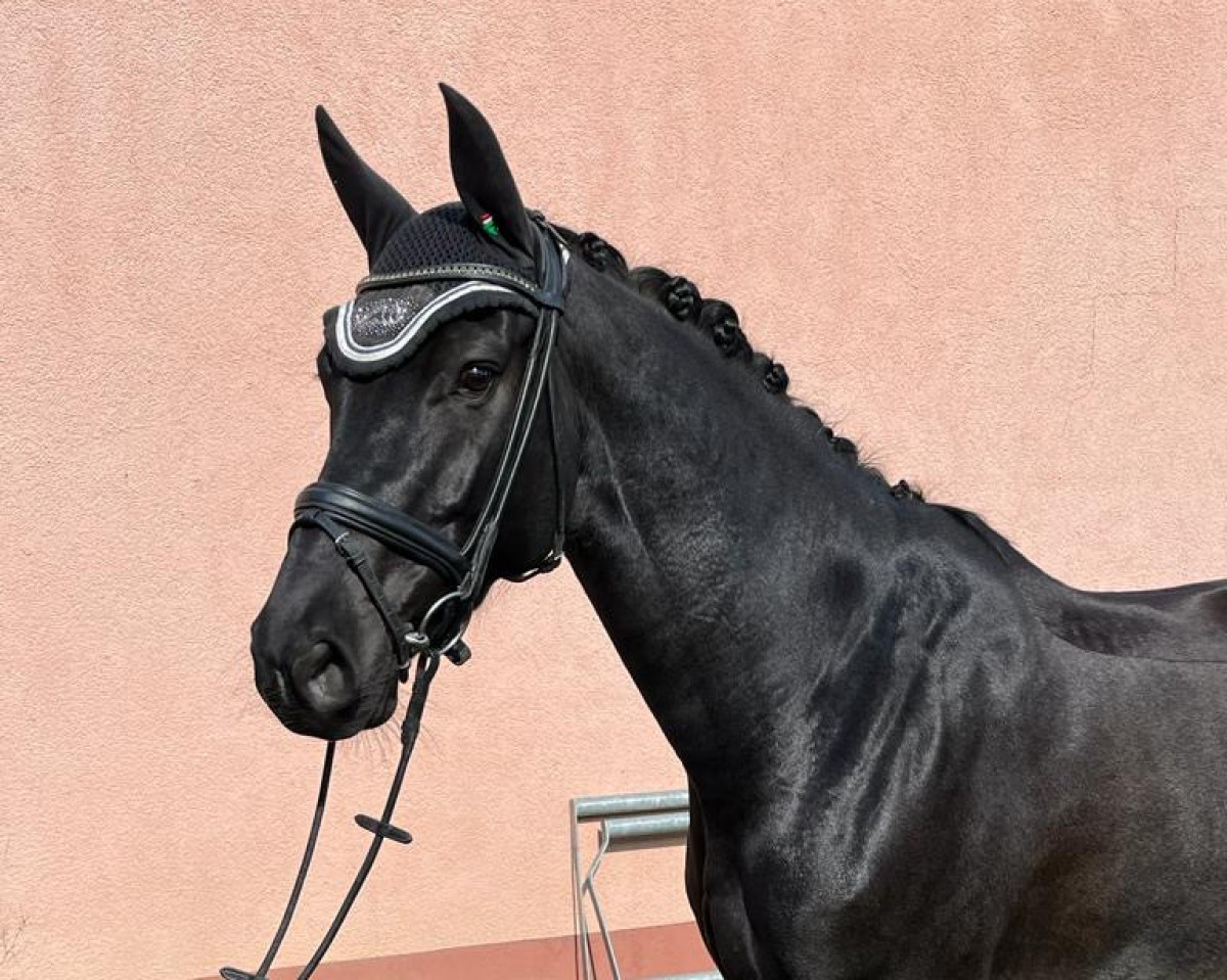 Springpferd Rosa Lee THD (Oldenburger Springpferd, 2016, von Raccato KWG)
