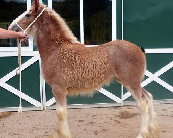 Zuchtstute Zoie of Shining Meadows (Clydesdale, 2016, von Freedom Majestic Liverpool)