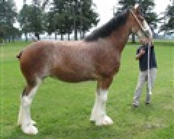 Zuchtstute Zorra Highland Lady Rosslyn (Clydesdale, 2010, von Doura Rising Star)