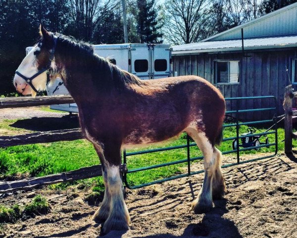 horse Zorra Highland Jacquelyn (Clydesdale, 2011, from Doura Rising Star)