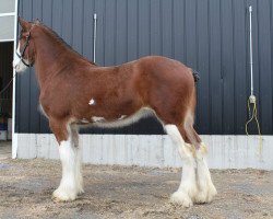 Zuchtstute Zorra Highland Kaki's Amber (Clydesdale, 2015, von Doura Above All)