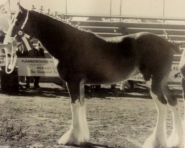 broodmare Zorra Highland Midnight Delite (Clydesdale, 2000, from CIE Stepping Stone)