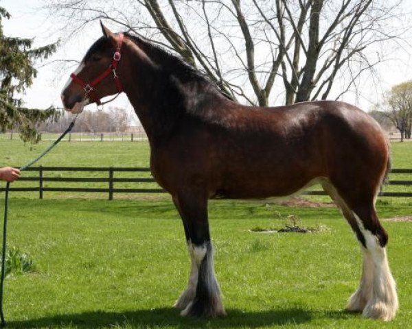 broodmare Zorra Highland Sandasha (Clydesdale, 2018, from Freedom Highland Sir Charles)