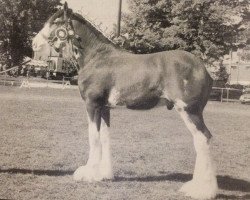 broodmare Zorra Highland Tyson (Clydesdale, 1997, from CIE Stepping Stone)