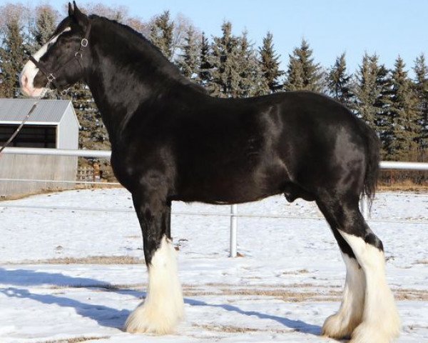 Pferd Hatfield Monarch (Clydesdale, 2020, von Bighorn Shamus)