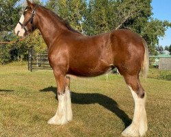 horse Hatfield Tuesday (Clydesdale, 2022, from Willow Way Summit)