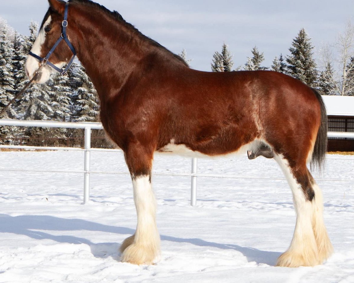 stallion Willow Way Summit (Clydesdale, 2018, from Ozark's Royal View)
