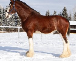 stallion Willow Way Summit (Clydesdale, 2018, from Ozark's Royal View)